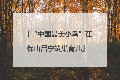“中国最美小鸟”在保山昌宁筑巢育儿