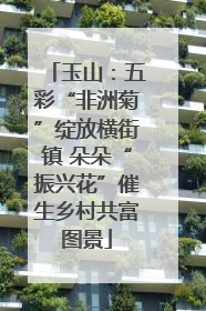 玉山：五彩“非洲菊”绽放横街镇 朵朵“振兴花”催生乡村共富图景