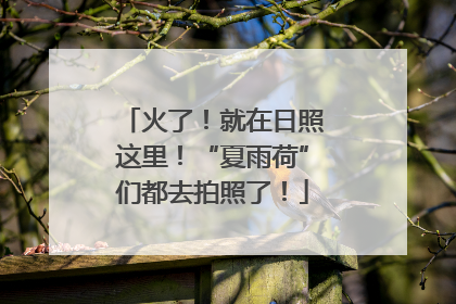 火了！就在日照这里！“夏雨荷”们都去拍照了！
