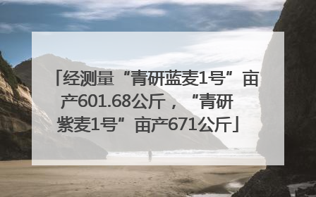 经测量“青研蓝麦1号”亩产601.68公斤，“青研紫麦1号”亩产671公斤