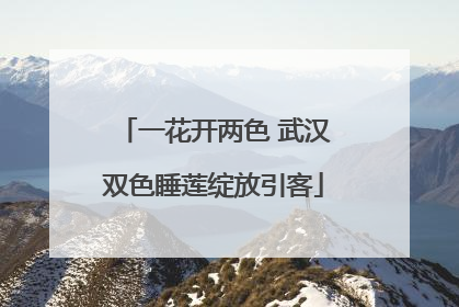 一花开两色 武汉双色睡莲绽放引客
