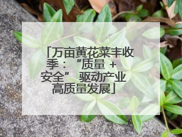 万亩黄花菜丰收季：“质量 + 安全” 驱动产业高质量发展