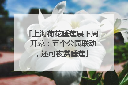 上海荷花睡莲展下周一开幕：五个公园联动，还可夜赏睡莲