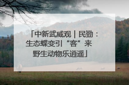 中新武威观｜民勤：生态蝶变引“客”来 野生动物乐逍遥