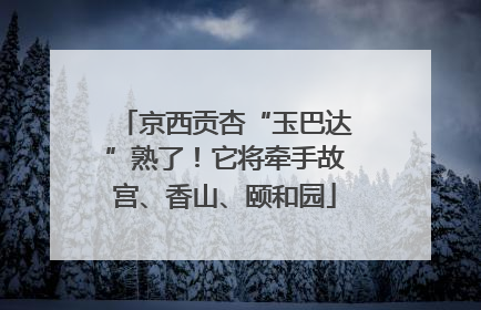 京西贡杏“玉巴达”熟了！它将牵手故宫、香山、颐和园