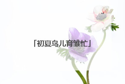 初夏鸟儿育雏忙