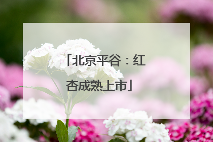 北京平谷：红杏成熟上市