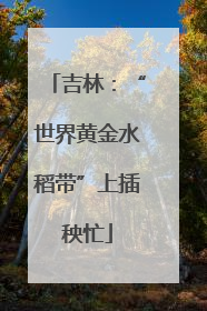 吉林：“世界黄金水稻带”上插秧忙