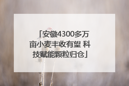 安徽4300多万亩小麦丰收有望 科技赋能颗粒归仓