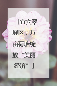 宜宾翠屏区：万亩荷塘绽放“美丽经济”