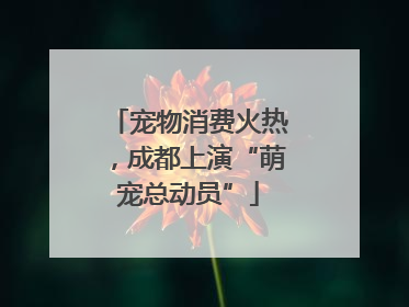宠物消费火热，成都上演“萌宠总动员”