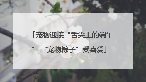 宠物迎接“舌尖上的端午” “宠物粽子”受喜爱