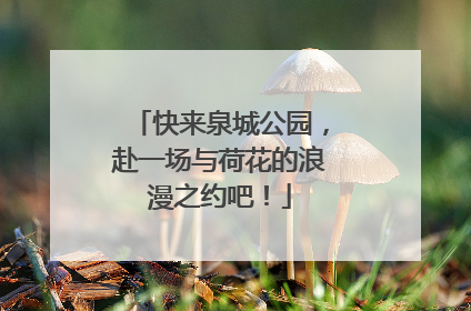 快来泉城公园，赴一场与荷花的浪漫之约吧！