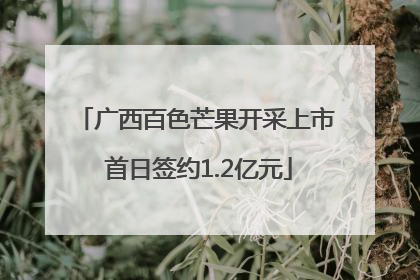 广西百色芒果开采上市 首日签约1.2亿元