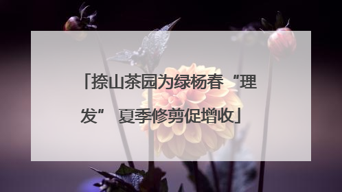 捺山茶园为绿杨春“理发” 夏季修剪促增收