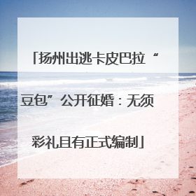 扬州出逃卡皮巴拉“豆包”公开征婚：无须彩礼且有正式编制