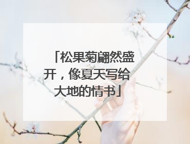 松果菊翩然盛开，像夏天写给大地的情书