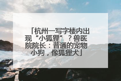杭州一写字楼内出现“小狐狸”？兽医院院长：普通的宠物小狗，像狐狸犬
