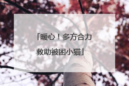 暖心！多方合力救助被困小猫