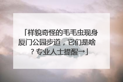 样貌奇怪的毛毛虫现身厦门公园步道，它们是啥？专业人士提醒→