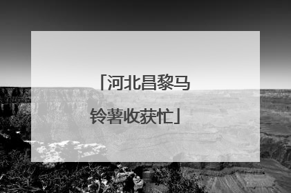 河北昌黎马铃薯收获忙