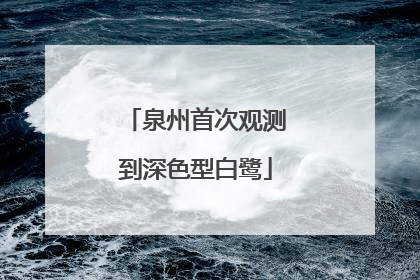 泉州首次观测到深色型白鹭