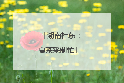 湖南桂东：夏茶采制忙