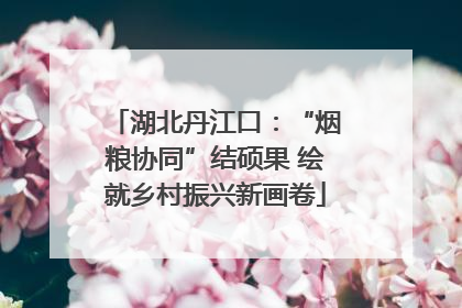 湖北丹江口：“烟粮协同”结硕果 绘就乡村振兴新画卷