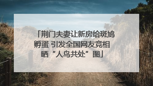 荆门夫妻让新房给斑鸠孵蛋 引发全国网友竞相晒“人鸟共处”图
