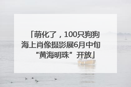 萌化了，100只狗狗海上肖像摄影展6月中旬“黄海明珠”开放