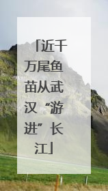 近千万尾鱼苗从武汉“游进”长江