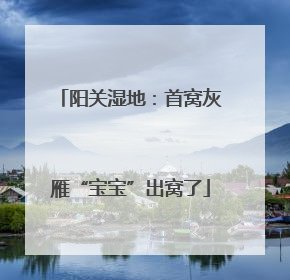 阳关湿地：首窝灰雁“宝宝”出窝了