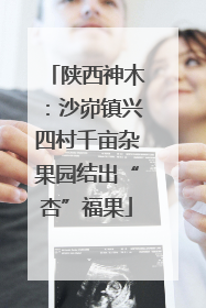 陕西神木：沙峁镇兴四村千亩杂果园结出“杏”福果