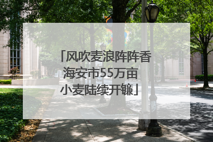 风吹麦浪阵阵香 海安市55万亩小麦陆续开镰