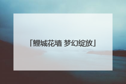 鲤城花墙 梦幻绽放