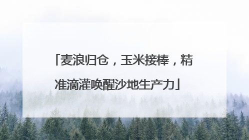 麦浪归仓，玉米接棒，精准滴灌唤醒沙地生产力