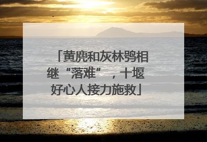 黄麂和灰林鸮相继“落难”，十堰好心人接力施救