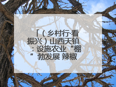 （乡村行·看振兴）山西天镇：设施农业“棚”勃发展 辣椒产业蓄势待发